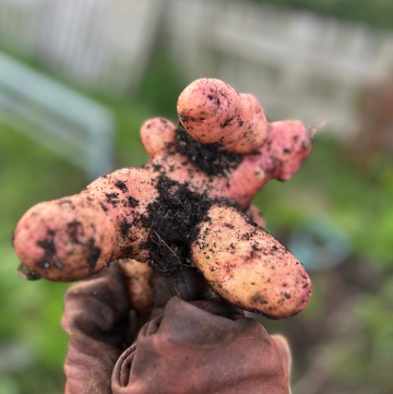 Some potatoes grow in funny shapes