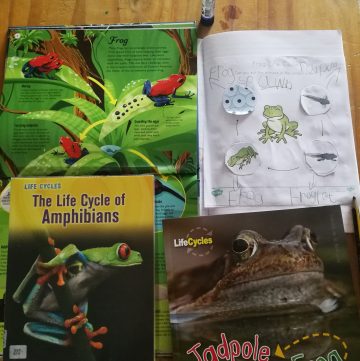 Selection of learning materials for a unit study on frogs