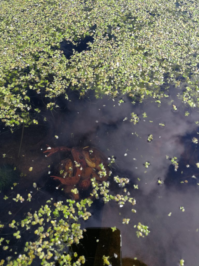 Frogs mating in a pond in Spring