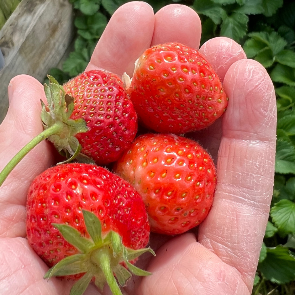 Someone holding a handful of ripe strawberries