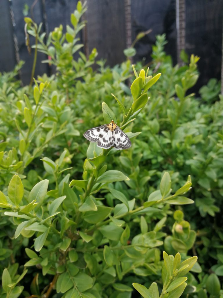 Butterfly in the Garden in Summer