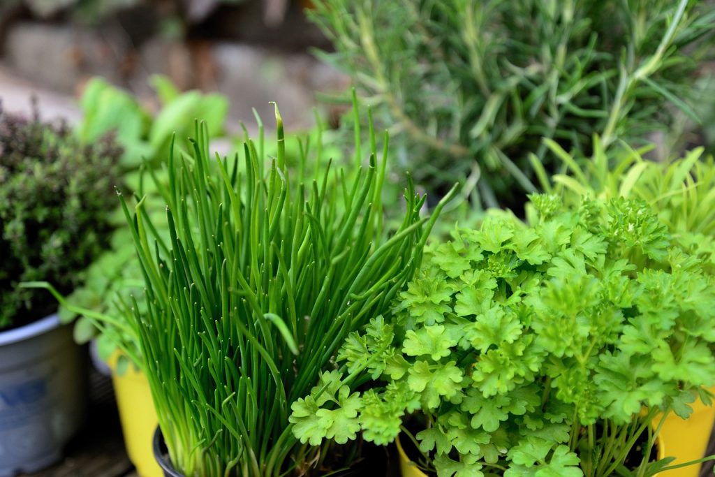 A selection of herbs in pots