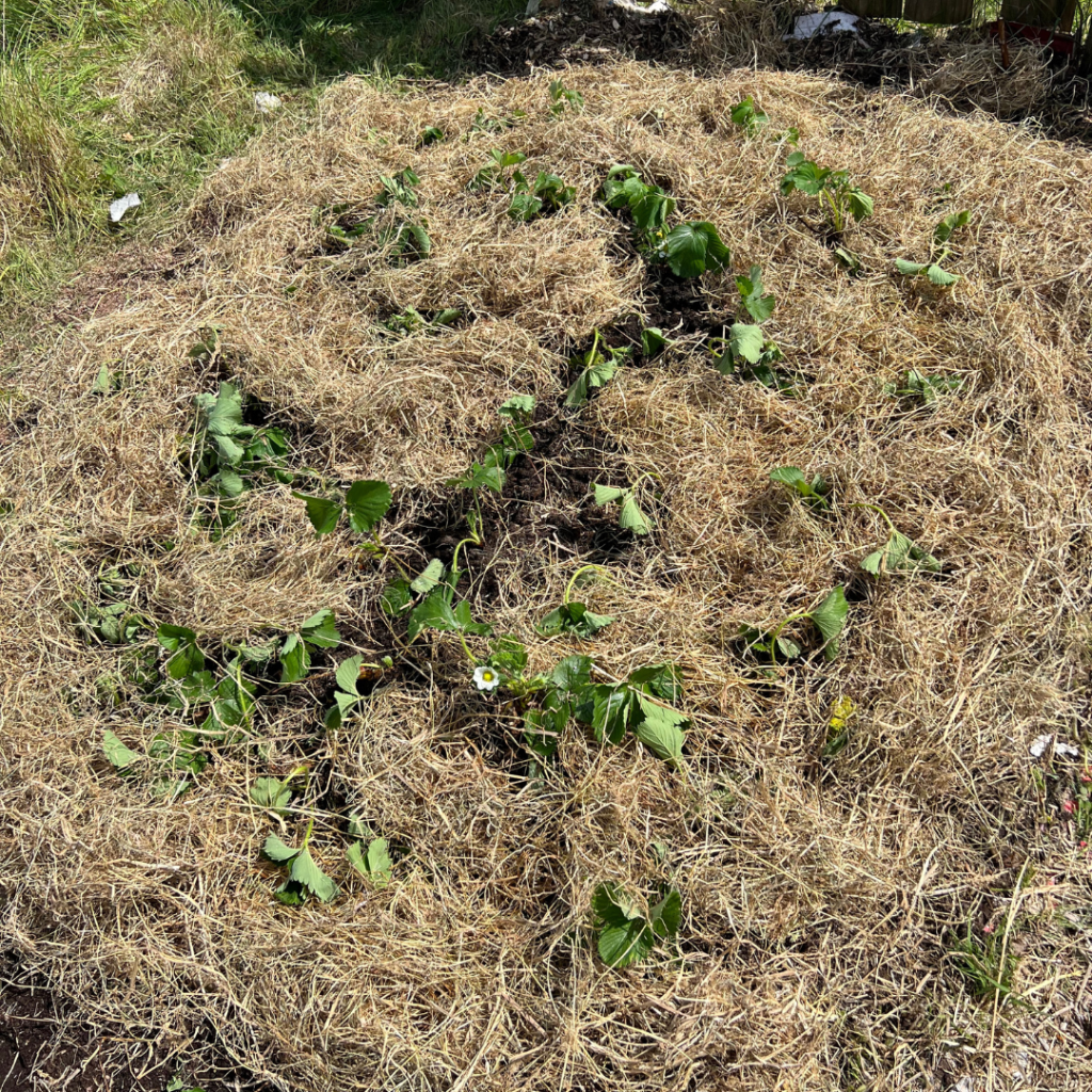 Strawberry patch covered in straw to help retain moisture