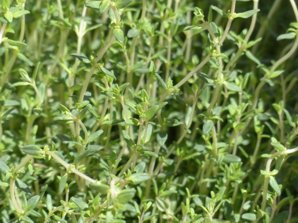 The herb thyme growing