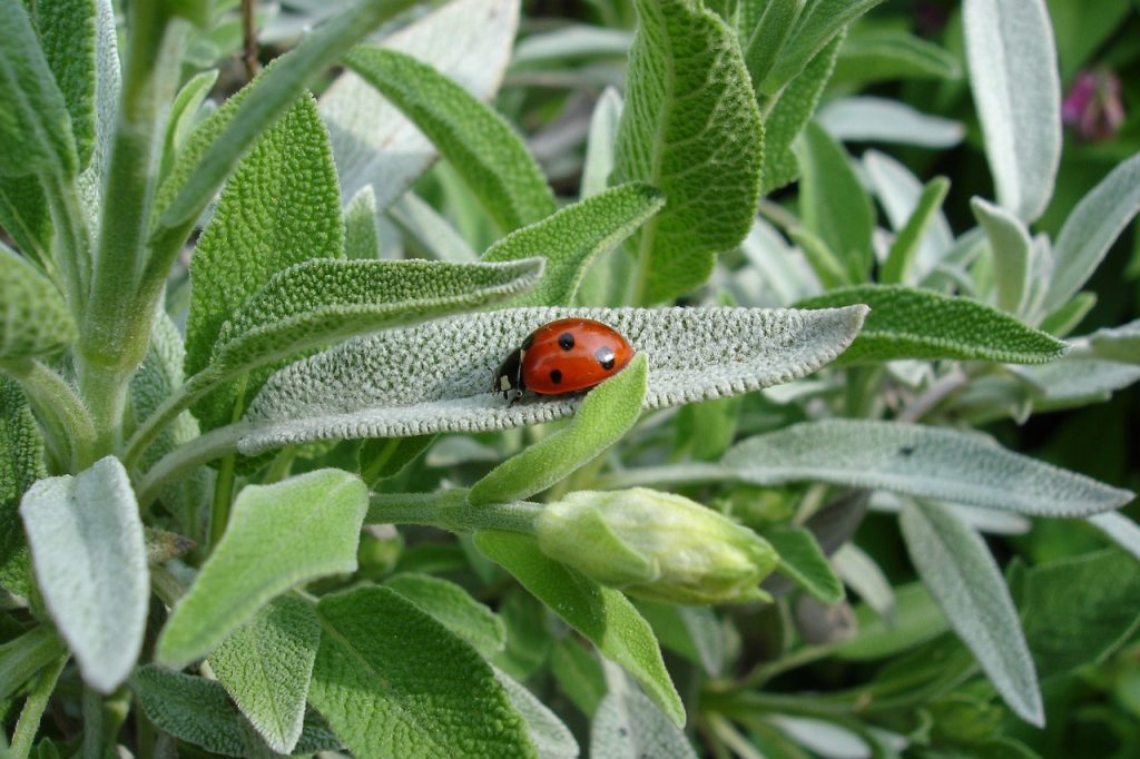 Ladybird on a sage leaf