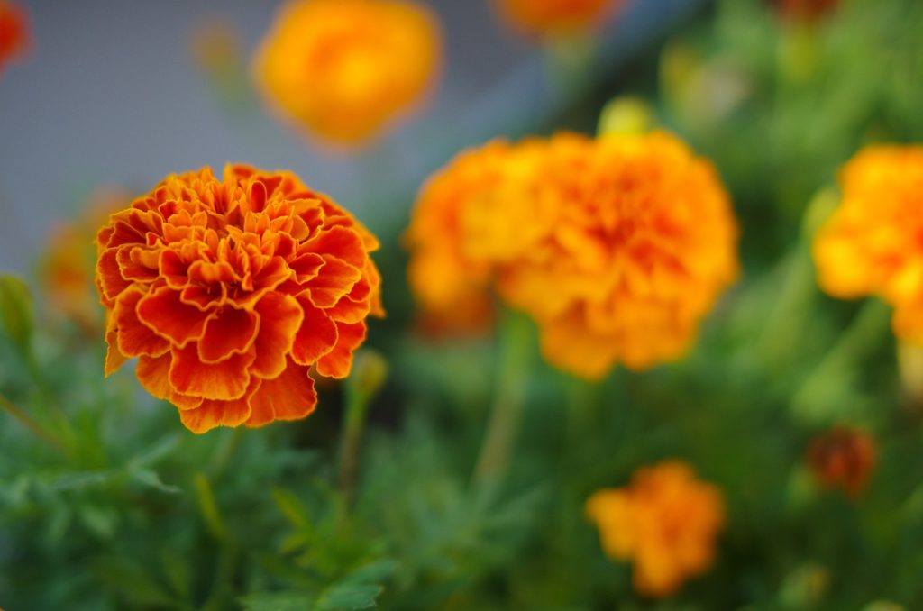 Marigolds are good to plant with tomatoes