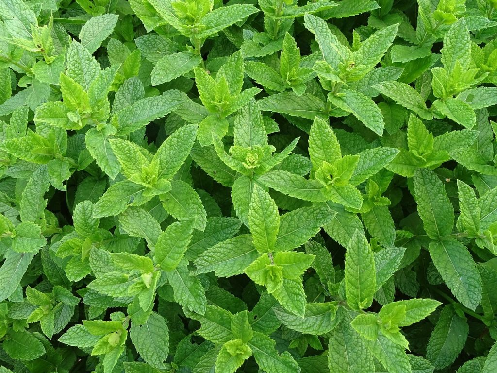 Mint an easy herb for the garden