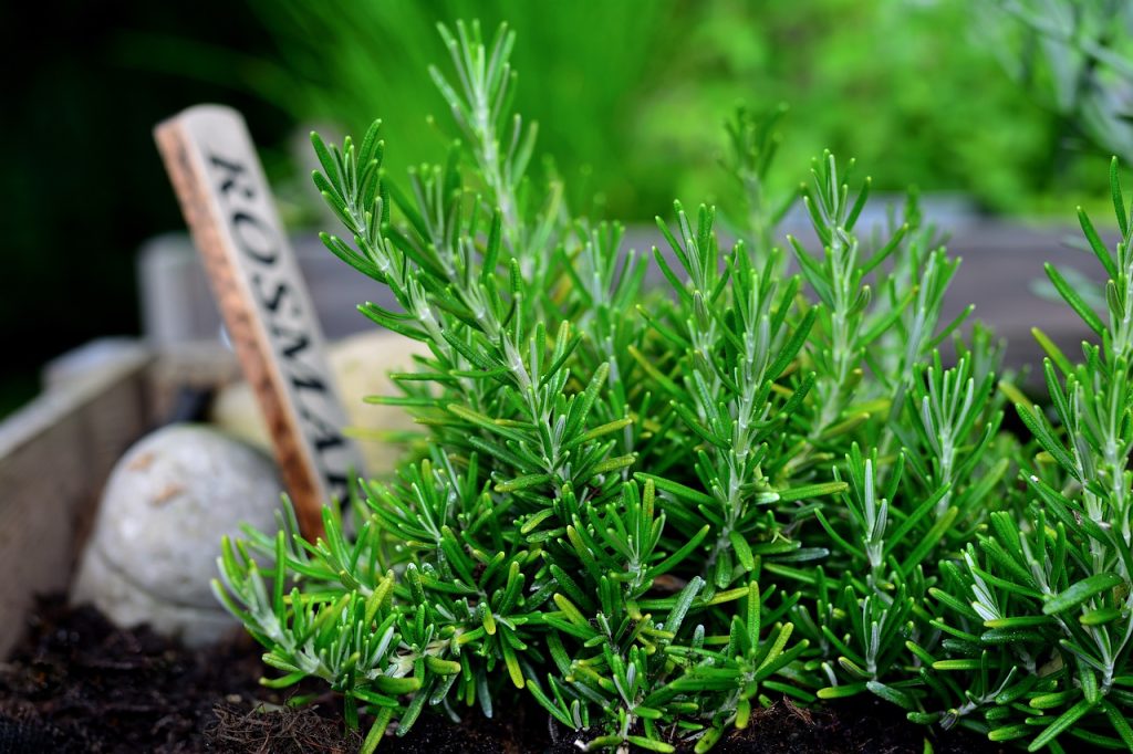 The herb rosemary growing in the garden