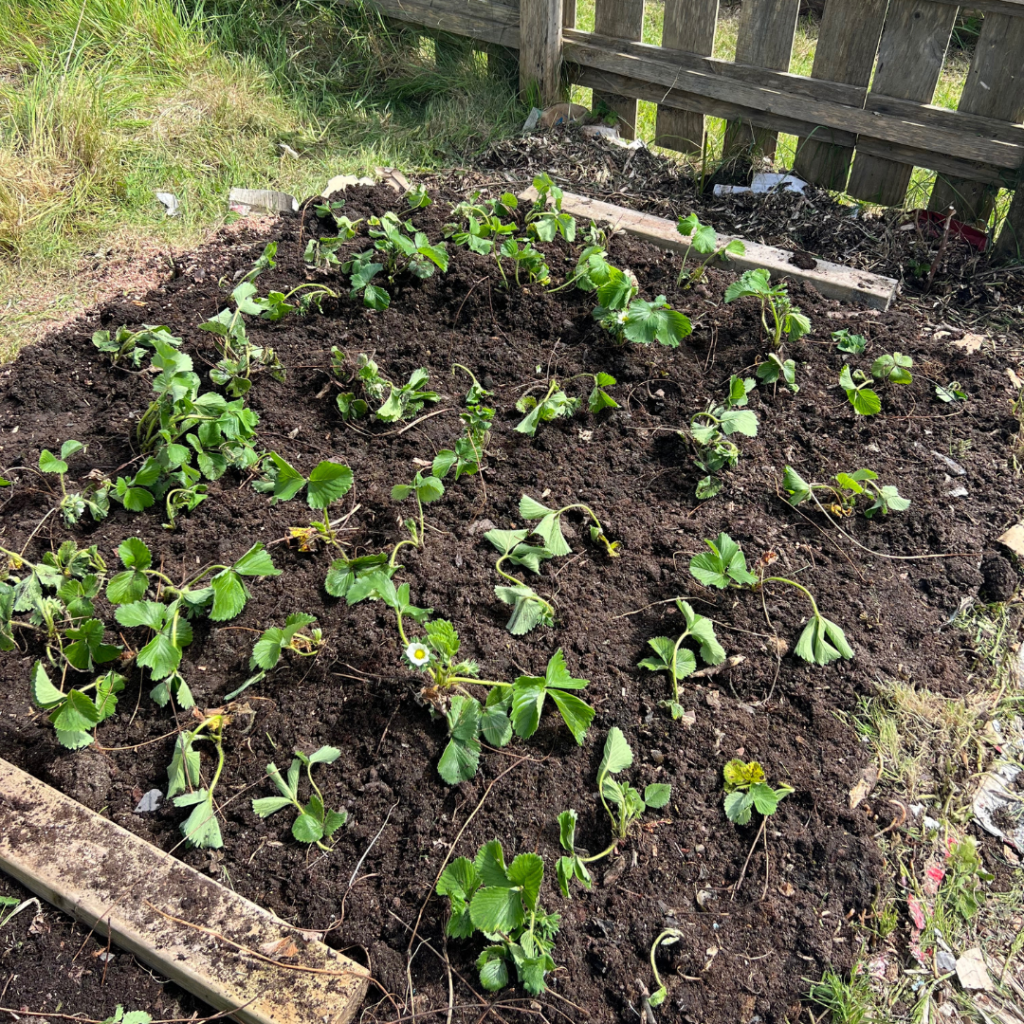 Strawberry patch at allotment