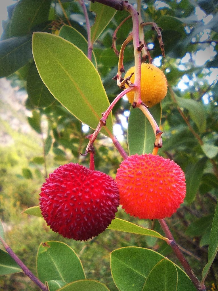 Himalayan Strawberry Tree Fruiting