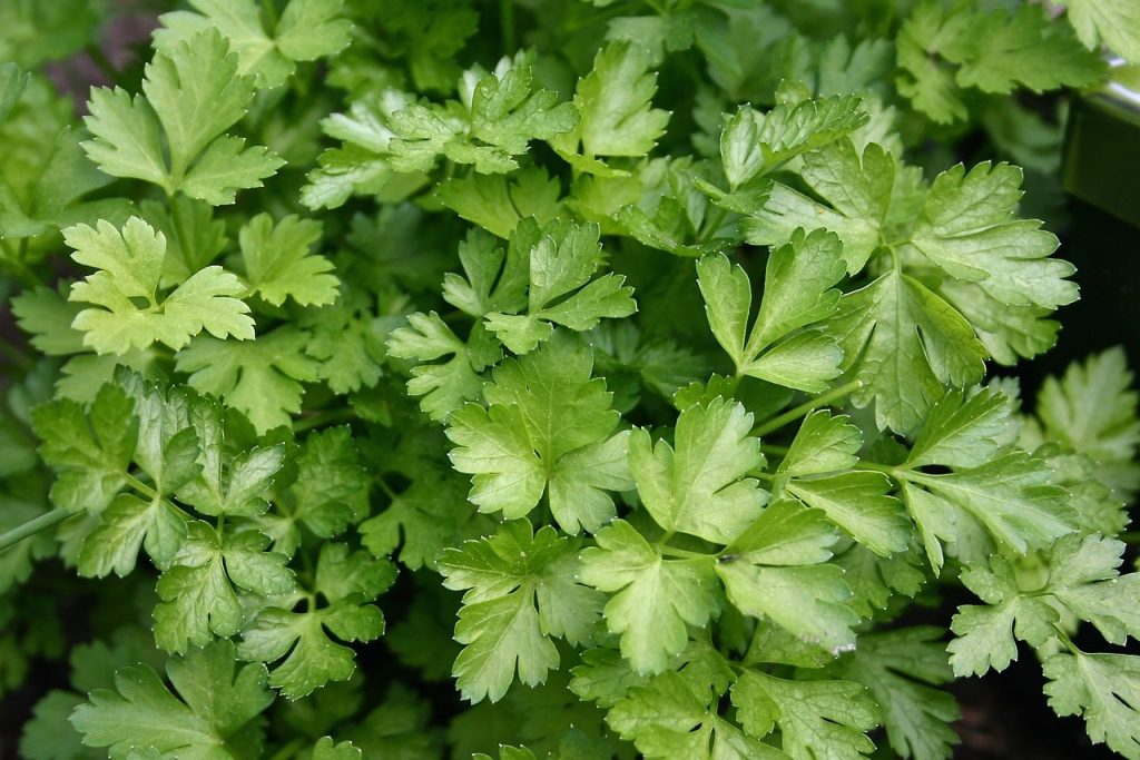 Parsley growing in the herb garden